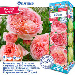 Роза Филинг (Чайно-гибридная) 1шт