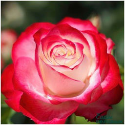 Юбилей принца Монако