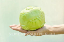 Капуста кольраби Корист - Партнер фото 4