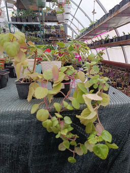 Плектрантус (скандинавский плющ) - 1000корней фото 2