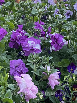 Петуния махровая срезочная Аллегра - Партнер фото 8