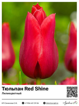 Тюльпан Red Shine (Лилиецветный)