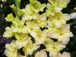 Гладиолус Алисия 5 шт - Долина роз фото 3