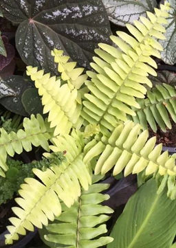 Папоротник Блонди, горшок 0,3 л