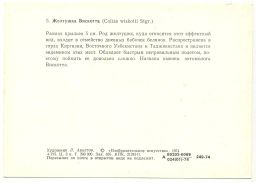 Открытка бабочки  Желтушка Вискотта