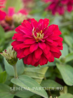 Цинния махровая Барышня-крестьянка Вишневый Пирог - Партнер фото 3