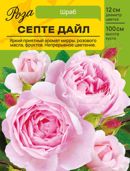 Роза Септе Дайл (Английская/Шраб) С ЦВ.НАКЛЕЙКОЙ 1шт