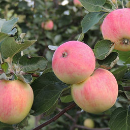 Яблоня Уральское розовое