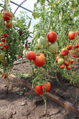 Томат ВЕЛЬМОЖА Вне всякой конкуренции - богатырь в малиновом кафтане! Мякоть как по волшебству сочетает лучшие качества - сказочно вкусная! - Уральский дачник фото 2
