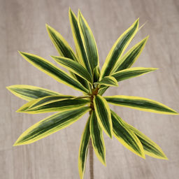 Цветы искусственные «Пальма домашняя люкс полоска», h=55 см, светло-зелёные