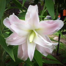 ЛИЛИЯ Роузлили Люция Разбор 12/14 Кол-во упак., шт 5