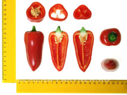 Перец сладкий Никки - Партнер фото 7