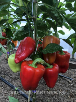 Перец сладкий Регор - Партнер фото 7