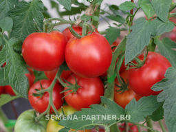 Томат Наша Маша F1 - Партнер фото 2
