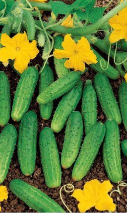 Огурец БРАТ С СЕВЕРА Хорошо переносит возвратные июньские заморозки! Превосходен в засолке!