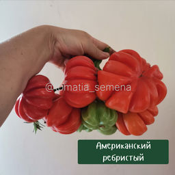 Американский ребристый - Tomatia фото 2