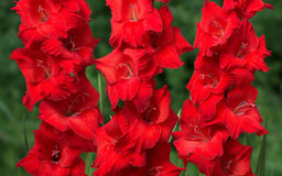 ГЛАДИОЛУС Вигз Сенсейшн Разбор 10/12 Кол-во упак., шт 10