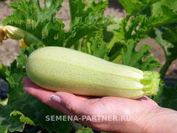 Кабачок Мурзик - Партнер фото 4