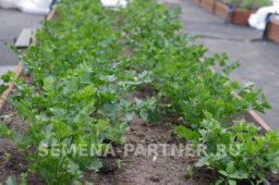 Сельдерей листовой Нежный - Партнер фото 4