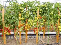 Томат Красная Стрела+ - Партнер фото 5
