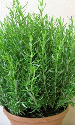 Эстрагон ГУДВИН  Богатый вкус и аромат!