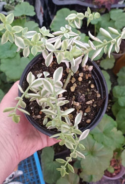 Крассула Volkensii variegata, горшок D10