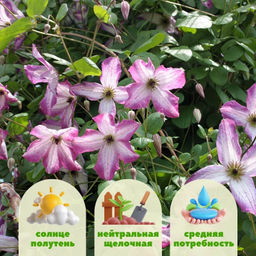 Клематис Минуэт - Долина роз фото 2