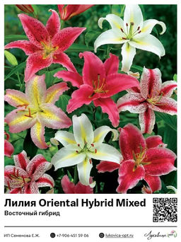 Лилия Oriental Hybrid Mixed (Восточный ориентальный гибрид)