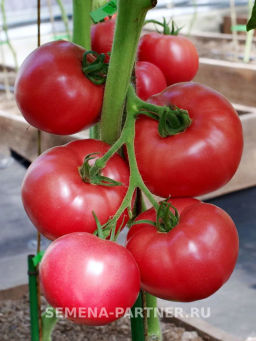 Томат Малиновая Идея - Партнер фото 4