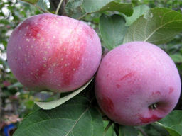 Яблоня Лобо - Долина роз фото 4