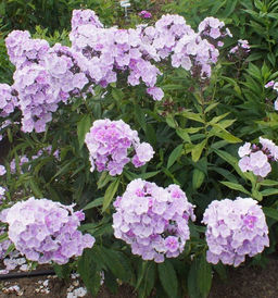 Флокс Prospero (Метельчатый) - Голландские луковицы фото 2