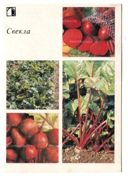 Открытка Свекла