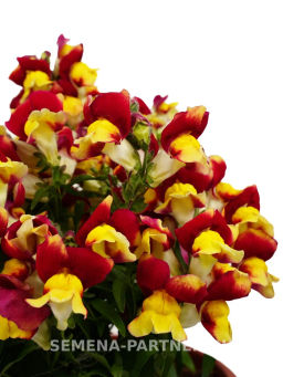 Львиный Зев низкорослый крупноцветковый Гранд Аморе Сперанца - Партнер фото 4