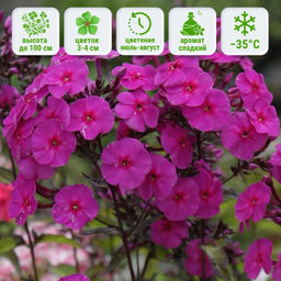 Флокс метельчатый Кардинал