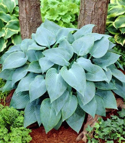 ХОСТА Канадиан Блю Разбор 1 n Кол-во упак., шт 2