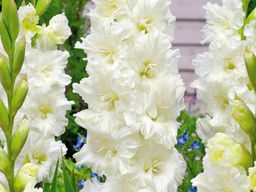 Гладиолус Murmansk (Мурманск) 5 шт - Долина роз фото 4