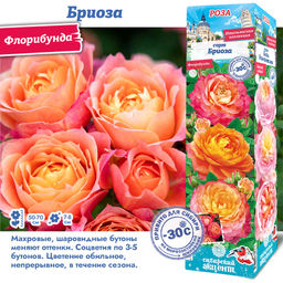 Роза Бриоза (Флорибунда) 1шт