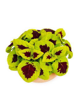 Колеус шлемниковидный крупнолистный Биг Бэн Лайм Спайт - Партнер фото 4
