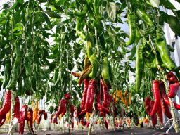 Перец сладкий Рубине - Партнер фото 8