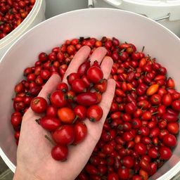 2 шт. Шиповник (плоды) - Мариславна фото 4