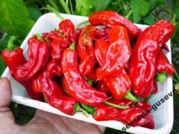 Знаменитый Перец- Pepperoncini (Pepperoncini) Greek