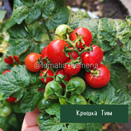 Крошка Тим - Tomatia фото 2