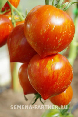 Томат Сердцевидный Полосатый - Партнер фото 4