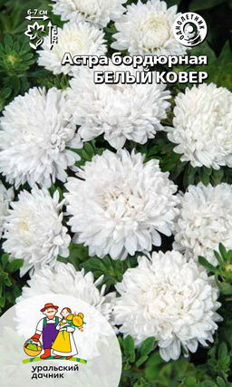 Астра БЕЛЫЙ КОВЁР  Бордюрный!