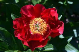 Пион Mackinac Grand - Голландские луковицы фото 3