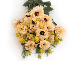 Эустома бахромчатая нежно-абрикосовая Сеньорита Марсела - Партнер фото 5