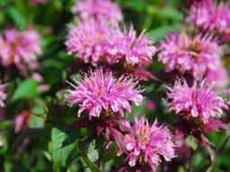 Монарда (бергамот) Бьюти Оф Кобхем - Долина роз фото 3