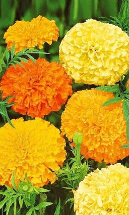 Бархатцы МАХРОВЫЕ ГИГАНТЫ  Прямостоячие, смесь окрасок