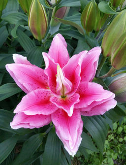 ЛИЛИЯ Роузлили Виола Разбор 12/14 Кол-во упак., шт 5