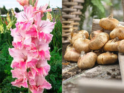 Гладиолус Caucasus (Кавказ) 5 шт - Долина роз фото 4